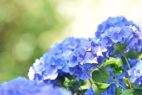 blue  hydrangea  garden