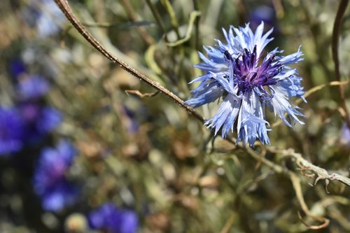 blue  flower  macro