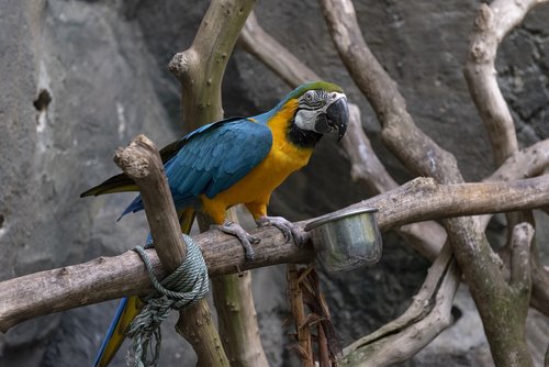 blue  gold  macaw