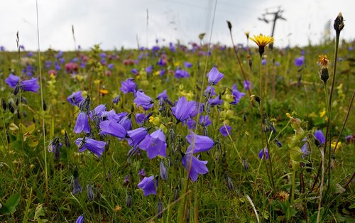 blue  bell  alpine