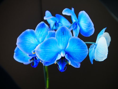 blue  orchid  flower