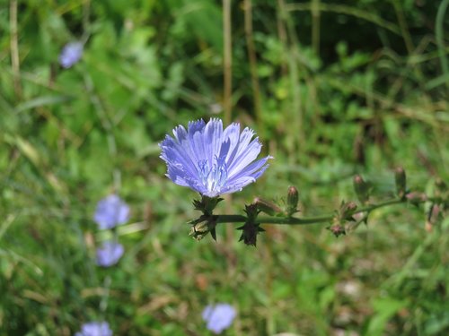 blue  cornflower  grass