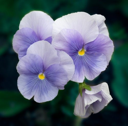 blue  nature  flower