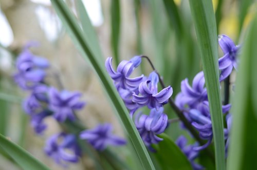 blue  green  flower