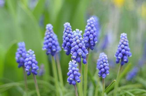 blue  flower  flowers