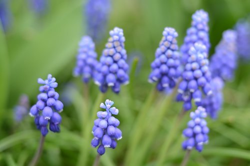 blue  flower  flowers