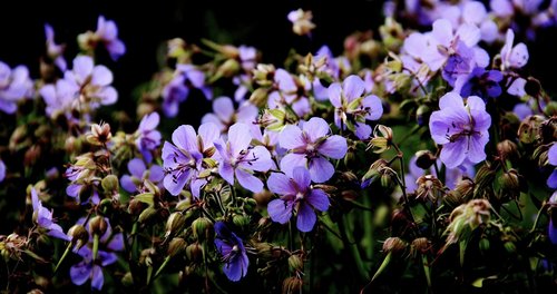 blue  flowers  summer