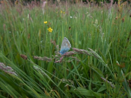 blue butterfly spring