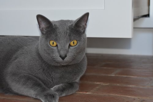 blue  cat  gray