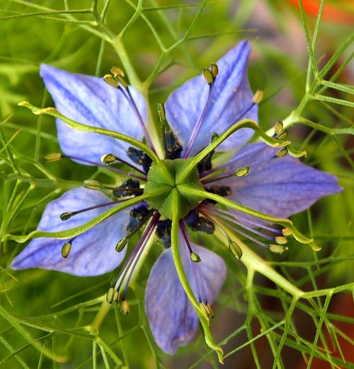 blue  starflower  blossom