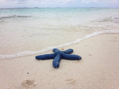 blue  starfish  beach