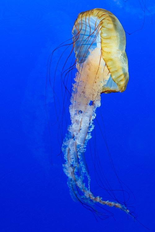 blue  jellyfish  animal