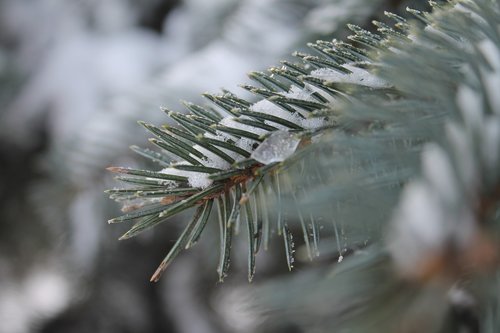 blue  spruce  winter