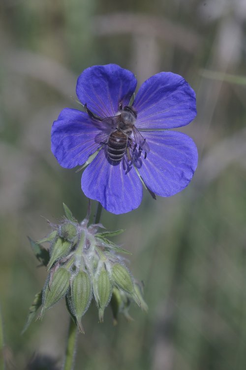 blue  flower  blossom