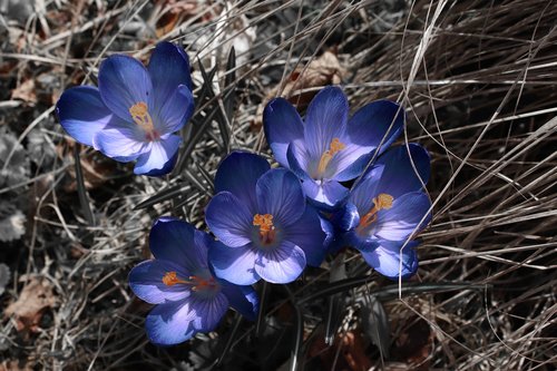 blue  nature  blossom