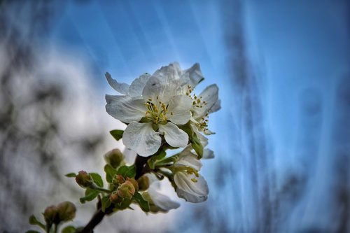 blue  flower  nature