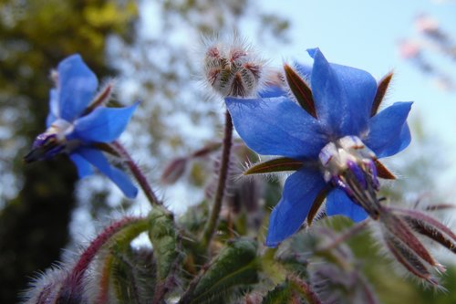 blue  borage  flower