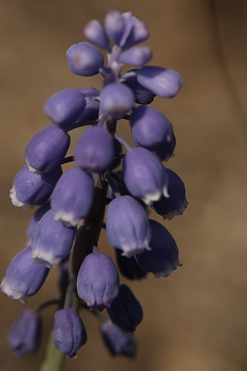 blue  flower  bloom