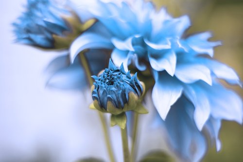 blue  flower  bloom