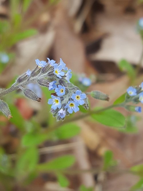 blue  bloom  nature
