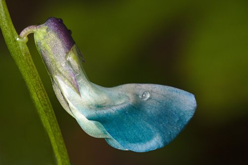 blue  macro  wild plant