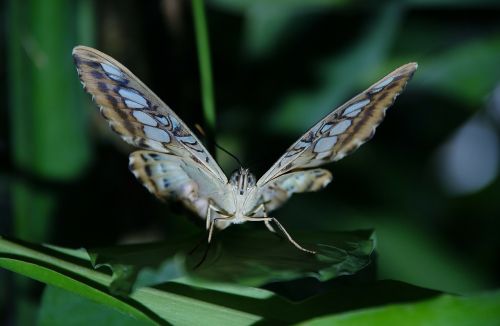 blue white butterfly