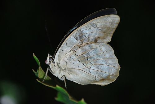 blue white butterfly