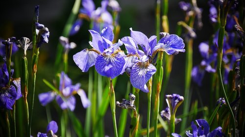blue  purple  flower