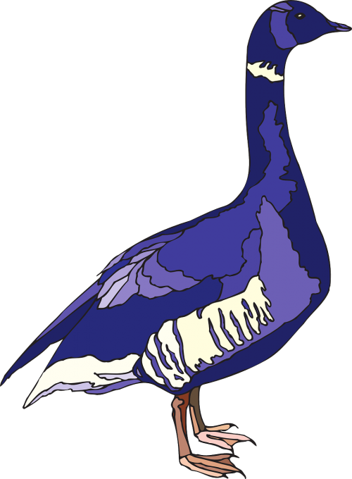 blue purple bird