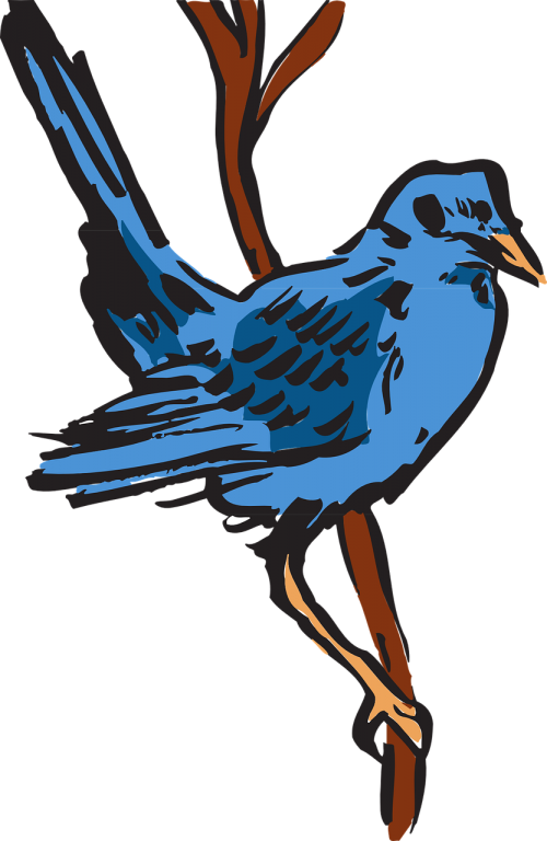 blue bird feathers