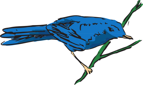 blue bird wings