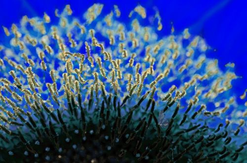 blue sun flower flower