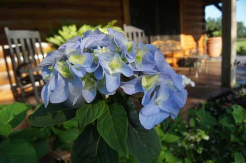 blue flower porch