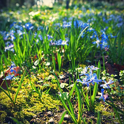 blue flower spring