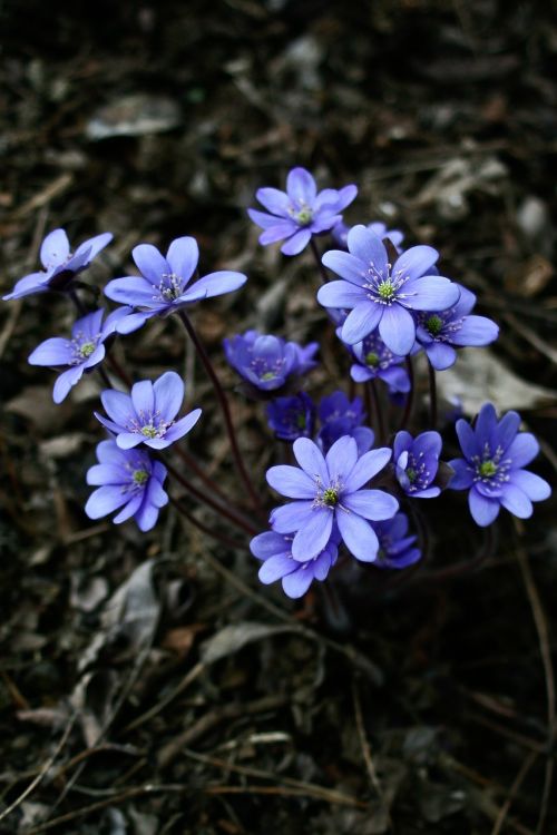 blue flowers nature