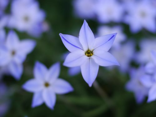 blue flowers star