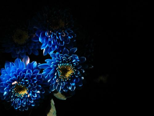 blue flowers wallpaper