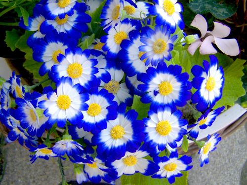 blue spring flower garden