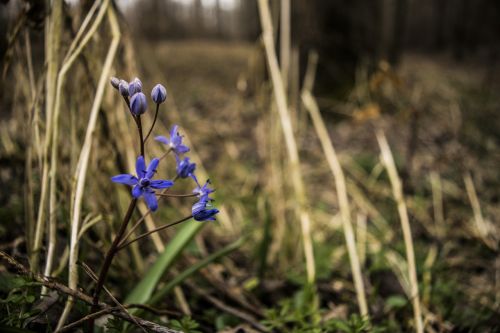 blue flower macro