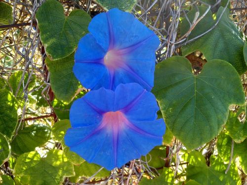 blue flower morning joy