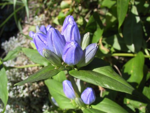 blue gentian nature