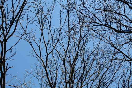 blue kahl trees
