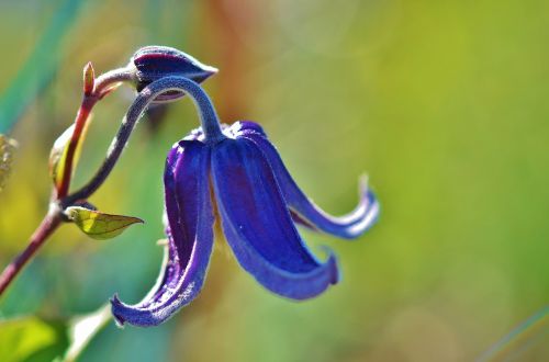 blue alpine flower