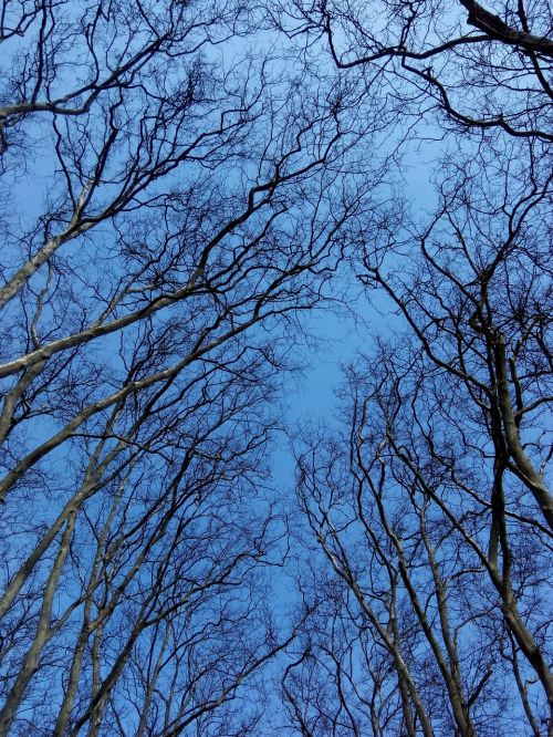 blue trees nature