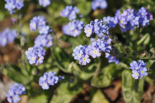 blue spring flower vergissmeinniccht