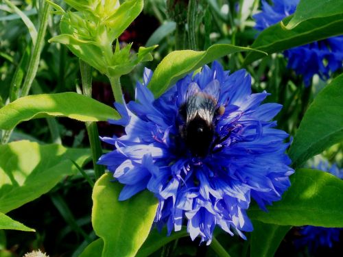blue flower bumblebee