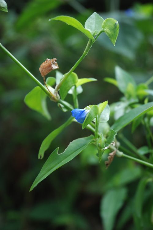 blue flower plant