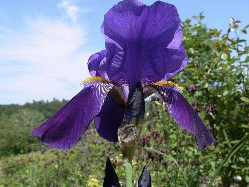 blue meadow flower