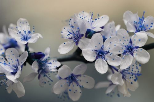 blue blossom nature
