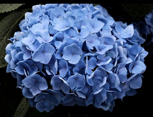 blue nature flower